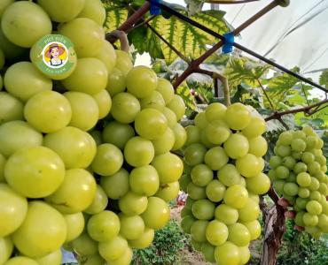 Triển vọng bước đầu từ mô hình Nho sữa “Ngọc Phú Quý” trên đồng đất xã Phú Điền