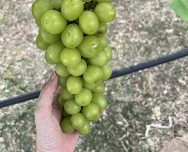 Xây dựng sản phẩm OCOP ở Hợp tác xã Nông nghiệp công nghệ cao và Hữu cơ Phú Điền