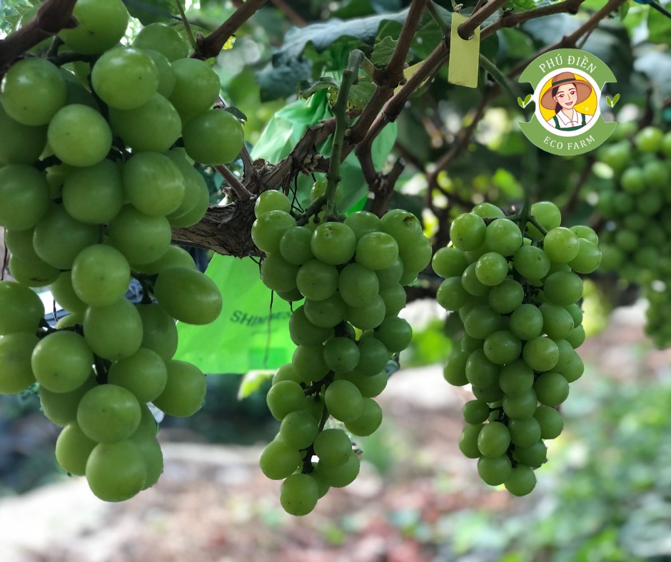 Nho sữa Ngọc Phú Quý