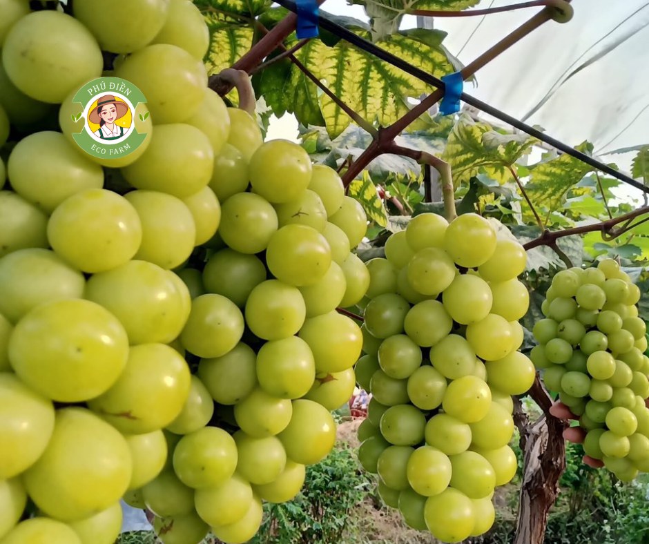 Nho sữa Ngọc Phú Quý 1
