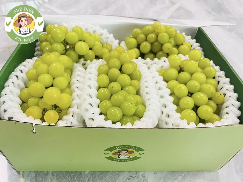 Nho sữa Ngọc Phú Quý 4